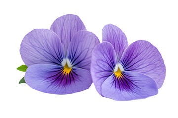 three purple pansies are shown against a white background