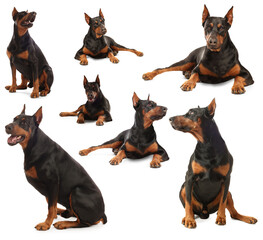Adorable Dobermann dog on white background, collage