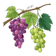 Fototapeta premium bunch of grapes
