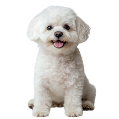 Obraz premium Front view of a happy Bichon Frise dog sitting isolated on a solid white background, detailed stock photograph showcasing fluffy white fur, bright eyes, cheerful expression, and playful posture 