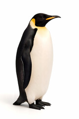 Emperor Penguin Standing on White Background – High-Resolution Wildlife Photo