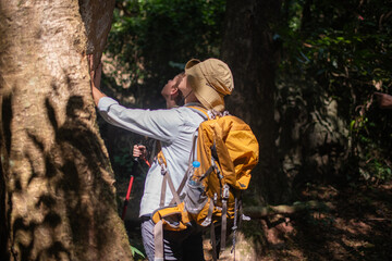 Hikers admiring massive tree forest stand looking up at the towering tree themes of discovery, serenity untouched wilderness guide trekking and trail exploration holiday ecotourism concept