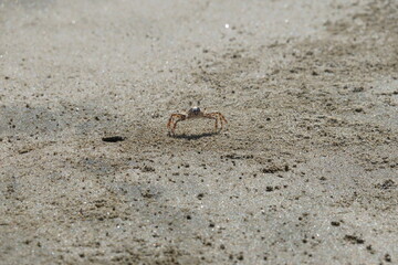 Small Sand Crab on a Sunny Sandy Beach Surface Close-Up