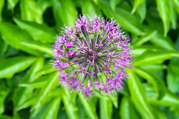 A large round flower of ornamental onions. Onions in a flower bed.