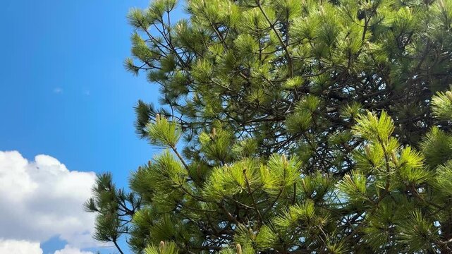 toma cercana de un pino en el bosque del ajusco en M&eacute;xico