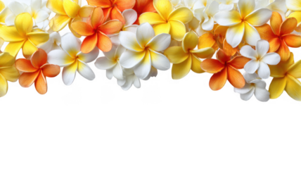 Tropical Plumeria Frangipani Botanical Flower Border
