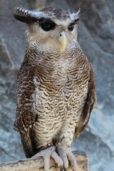 an owl perched on a tree trunk