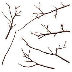 Obraz premium Bare tree branches isolated on transparent background for design elements