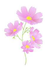 ピンク色のコスモスの花（1輪）｜ベクターイラスト素材