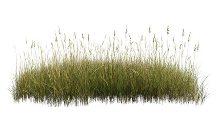 Tall grass and seed heads isolated on transparent background