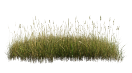 Tall grass and seed heads isolated on transparent background