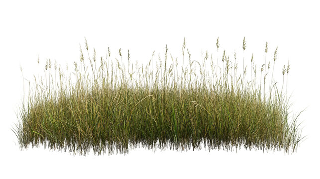 Tall grass and seed heads isolated on transparent background - Powered by Adobe