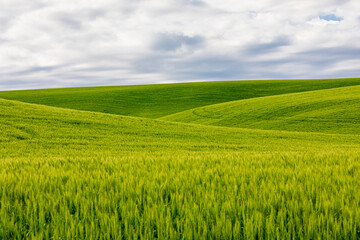 USA, Washington State, Eastern Washington,  Palouse Region. Pullman. Green wheat fields.
