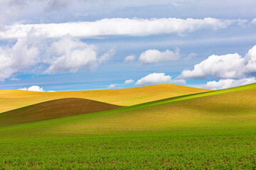 USA, Washington State, Eastern Washington,  Palouse Region. Pullman Rolling fields of wheat.