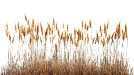 Pampas grass isolated on transparent background