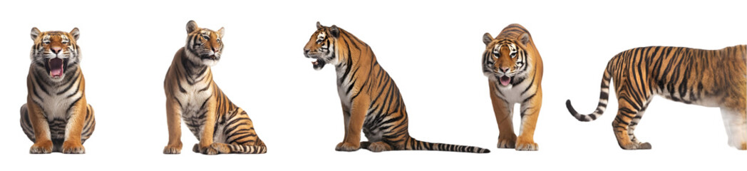 Obraz premium Several tigers in different poses