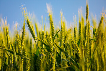 USA, Washington State, Eastern Washington,  Palouse Region. Colfax. Green wheat. © Emily_M_Wilson