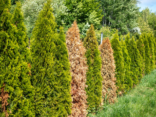 A row of Thuja occidentalis 'Smaragd' trees with several dried and discolored specimens among...