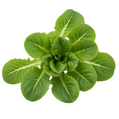 Cultivating Lush Green Lettuce: A Detailed Guide to Growing and Harvesting Delicious Leaves for Salads, Sandwiches, and More, from Seed to Table