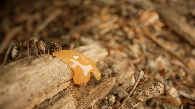  Macro shot of red wood ants (Formica rufa) in their natural habitat, feeding on a drop of honey.