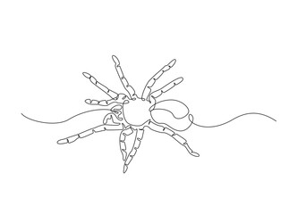 Tarantula spider single outline illustration. Continuous line art drawing of wild spider. Editable stroke.
