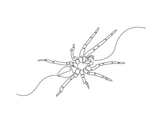 Tarantula spider single outline illustration. Continuous line art drawing of wild spider. Editable stroke.