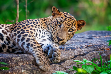 Leopard relaxes on a rock in a lush green habitat, showcasing its striking coat and sharp gaze during the golden hour