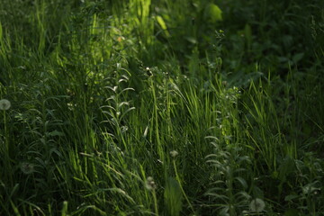 green grass background