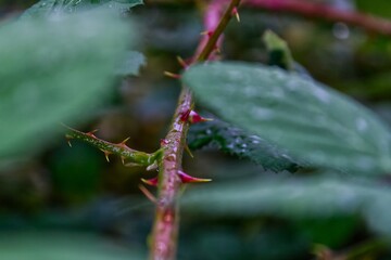 Thorns on a branch