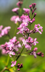 Beautiful lilac flowers close up view