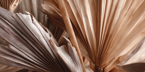 Dried Palm Leaves Texture