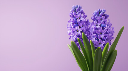 Vibrant photorealistic image of blooming hyacinths with lush green leaves against soft purple background, evoking sense