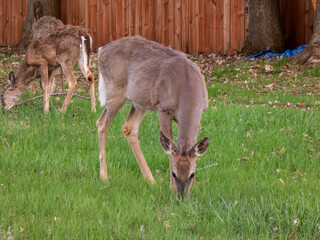 white-tailed deer in the yard