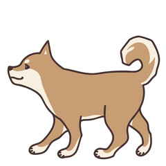 Walking Shiba Inu dog facing left