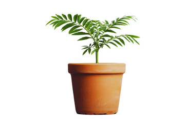 Fototapeta premium Young Tropical Plant Growing in Terracotta Pot Nature's Growth and Renewal