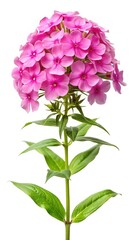 Close up of a vibrant pink Phlox flower on a white background