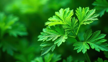 Intricate parsley leaf texture, vibrant green hues , photography, wallpaper