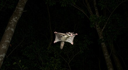 Sugar Glider in Flight: A Nocturnal Marvel