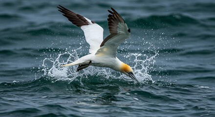 Gannet Diving Action: A Majestic Moment