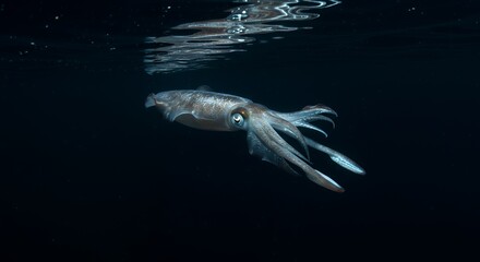 Night Squid Underwater Photography