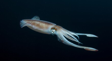 Mesmerizing Oceanic Squid: A Deep-Sea Marvel