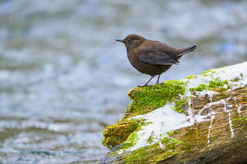 冬のカワガラス
