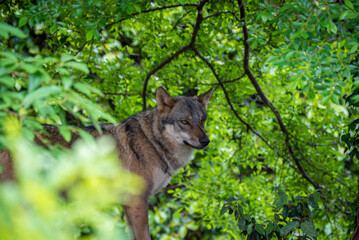 タイリクオオカミ