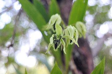 The black orchid, scientifically known as Coelogyne pandurata Lindl., is a rare endemic plant in Indonesia, found only in East Kalimantan and Papua.