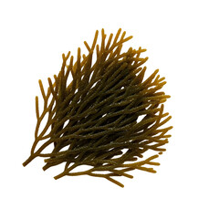 Observe Intricate Branching Patterns of Seaweed, a Detailed Exploration of Aquatic Flora's Unique Structures, Unveiling Nature's Artistic Designs in Underwater Ecosystems.