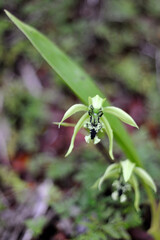 Angggrek Hitam or Black Orchid (Coelogyne pandurata), a rare endemic plant in Indonesia, found only in East Kalimantan and Papua. region.