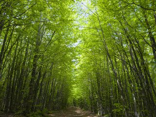 Path of verdant beech trees in the vibrant heart of nature