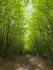 Fototapeta premium Path of verdant beech trees in the vibrant heart of nature