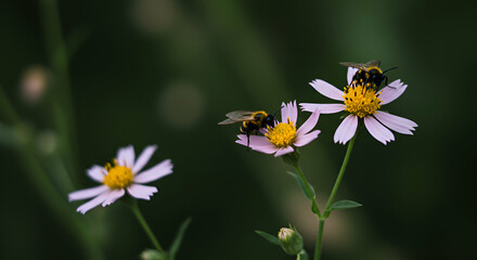 Obraz premium Bees Gathering Nectar from Delicate Wildflowers in a Lush Natural Setting