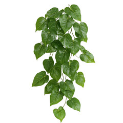 Trailing green vine with glossy heart-shaped leaves, ideal for indoor hanging planters and botanical decor